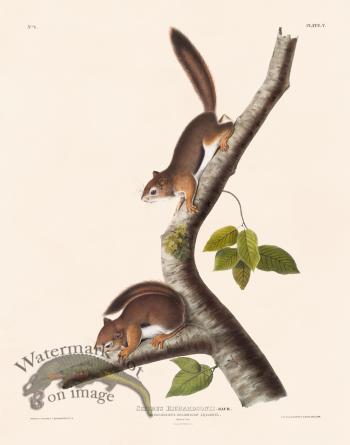 005 Columbian Squirrel